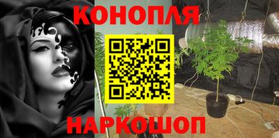 крисы Кулебаки